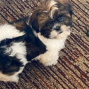 Steph Curry is registered to the contest to win money with this photo: puppy, dog, pet, fur, indoor, carpet, brown, white, black, cute, animal, young, small, fluffy, looking_up, texture, striped, floor, cozy, adorable