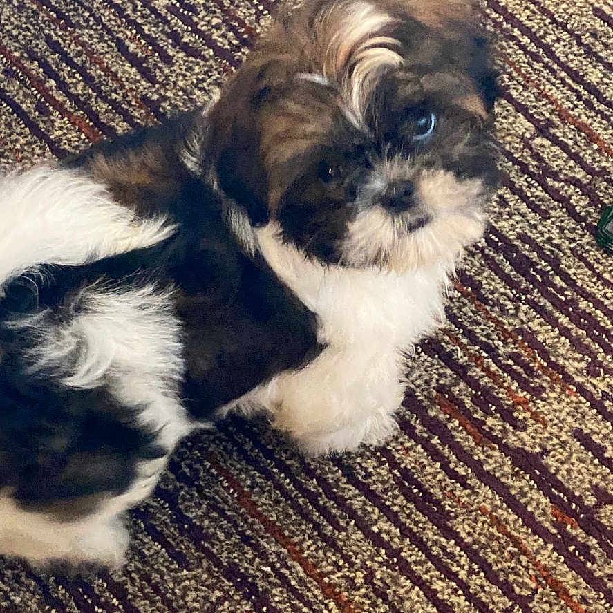 Steph Curry is registered to the contest to win money with this photo: puppy, dog, pet, fur, indoor, carpet, brown, white, black, cute, animal, young, small, fluffy, looking_up, texture, striped, floor, cozy, adorable