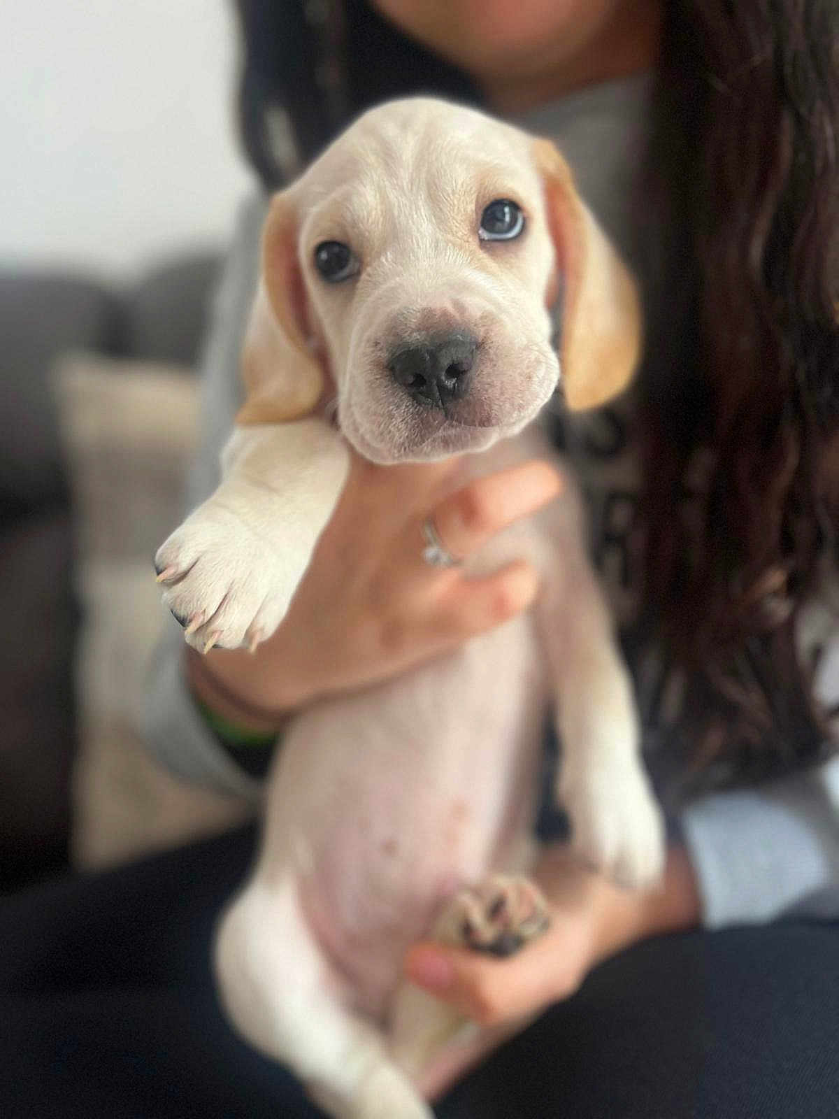 Bugsy is registered to the contest to win money with this photo: puppy, dog, pet, animal, cute, indoor, person, hand, holding, young, fur, white, portrait, closeup, face, paw, couch, blurred_background, domestic, companion