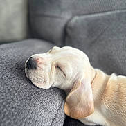 Bugsy is registered to the contest to win money with this photo: puppy, dog, sleeping, couch, gray, fur, cozy, nap, pet, closeup, relaxing, indoor, domestic_animal, animal, resting, texture, soft, cute, young, calm