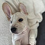 Bugsy joined the competition — help win amazing prizes! puppy, dog, white_dog, close_up, pet, animal, ears, blanket, hand, tattoo, soft_focus, cute, young_dog, indoor, cozy, fur, portrait, resting, paw, domestic_animal
