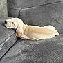 Bugsy joined the competition — help win amazing prizes! puppy, dog, sleeping, couch, gray, fur, pet, resting, indoors, cozy, animal, canine, relaxing, home, furniture, nap, cute, soft, side_view, peaceful