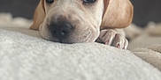 Bugsy joined the competition — help win amazing prizes! puppy, dog, close_up, resting, blanket, soft, fluffy, cute, pet, animal, indoor, young, sleepy, paw, face, fur, expression, cozy, domestic, adorable