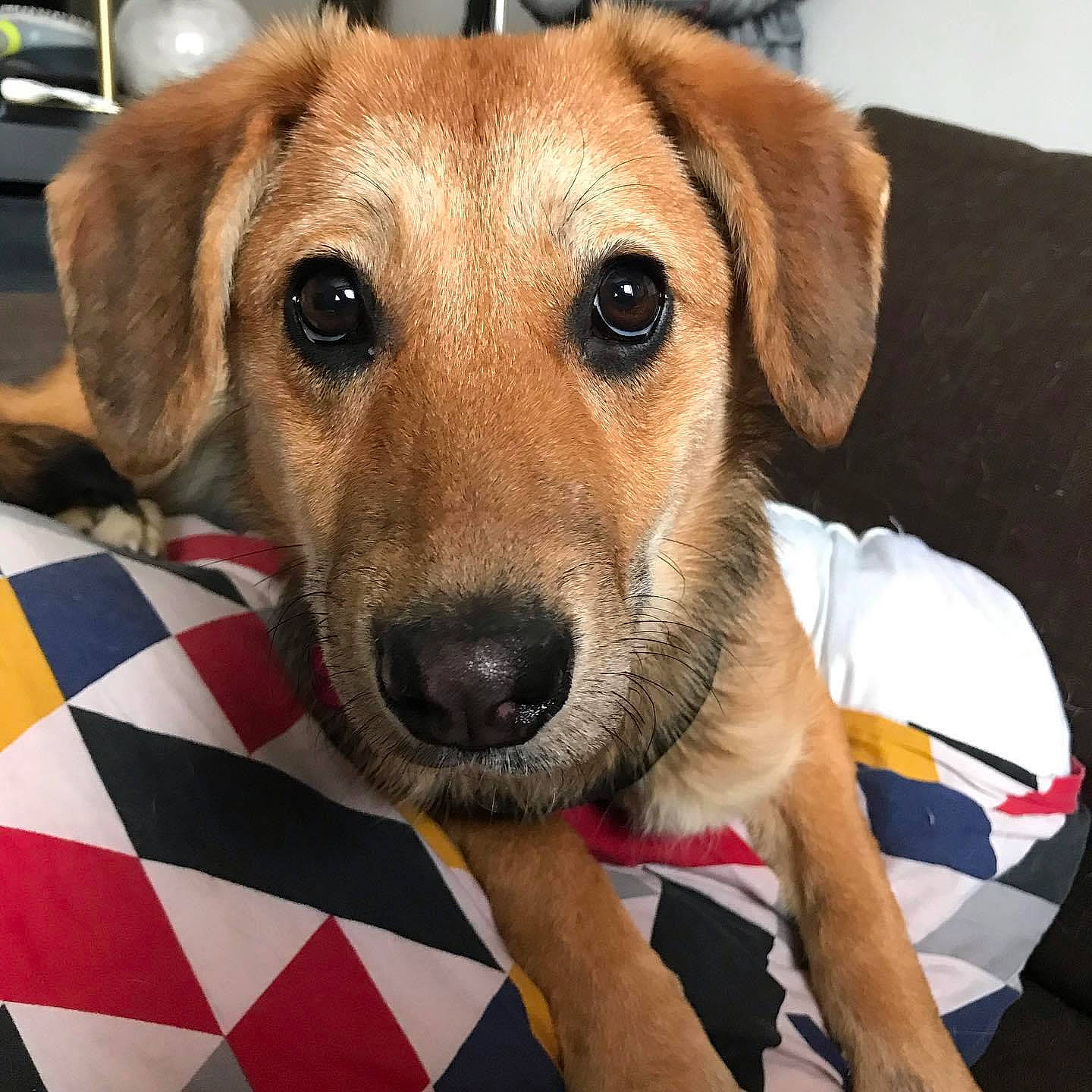 Mikassa participe au concours pour gagner de l'argent avec cette photo : canidae, carnivore, collar, comfort, companion_dog, dog, dog_bed, dog_breed, dog_supply, eye, fawn, fur, linens, paw, pet_supply, service, smile, snout, sporting_group, whiskers