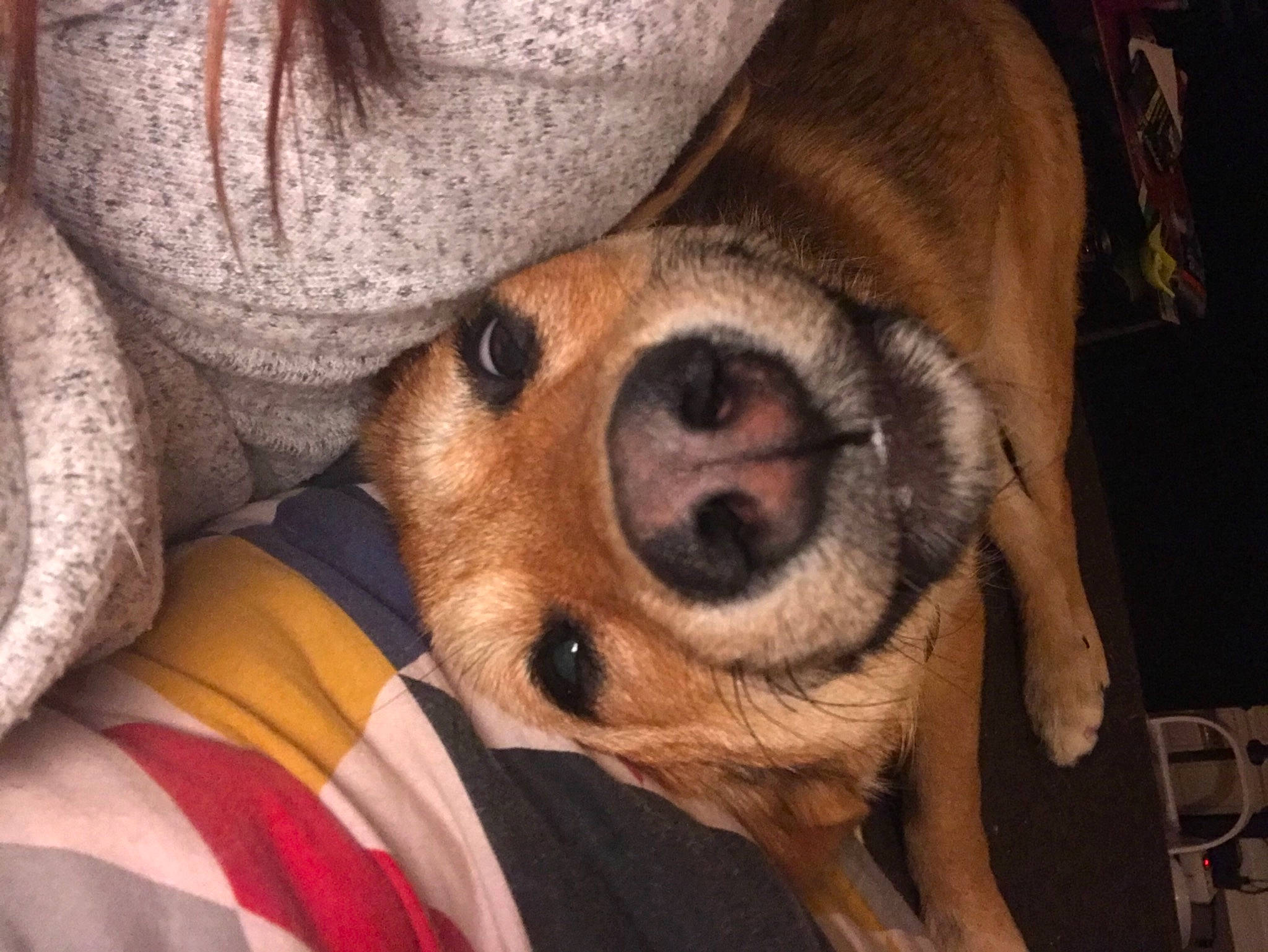 Mikassa a rejoint le concours — aidez-le/la à gagner de superbes lots ! carnivore, comfort, companion_dog, dog, dog_bed, dog_breed, dog_clothes, dog_supply, ear, fawn, fur, mammal, nose, snout, sporting_group, sunglasses, toy_dog, vertebrate, whiskers, working_animal