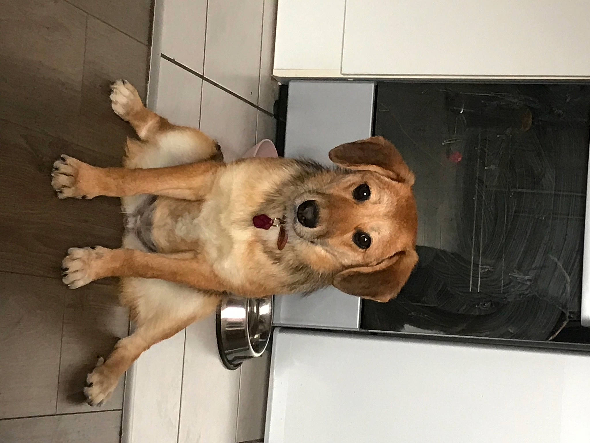 Mikassa a rejoint le concours — aidez-le/la à gagner de superbes lots ! art, artifact, canidae, carnivore, companion_dog, dog, dog_breed, fawn, felidae, fur, guard_dog, jaw, non_sporting_group, sculpture, snout, sporting_group, street_dog, terrestrial_animal, wood, working_animal