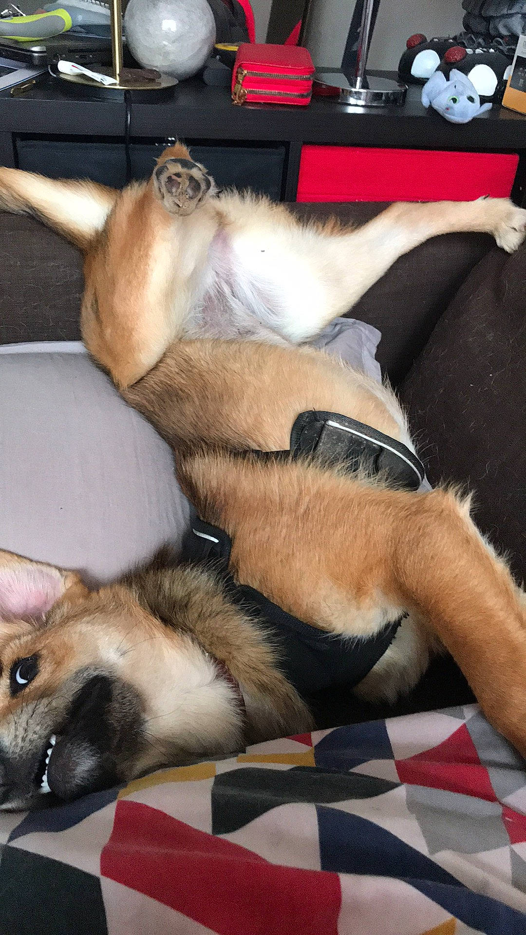 Mikassa a rejoint le concours — aidez-le/la à gagner de superbes lots ! canidae, carnivore, comfort, companion_dog, dog, dog_breed, dog_supply, fawn, felidae, fur, human_leg, nap, non_sporting_group, paw, sleep, snout, sporting_group, tail, whiskers, working_dog