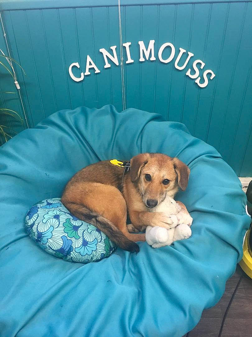 Mikassa participe au concours pour gagner de l'argent avec cette photo : bedding, canidae, carnivore, comfort, companion_dog, dog, dog_breed, dog_supply, fawn, linens, logo, musical_instrument, nap, paw, pet_supply, room, sporting_group, terrestrial_animal, toy, working_animal