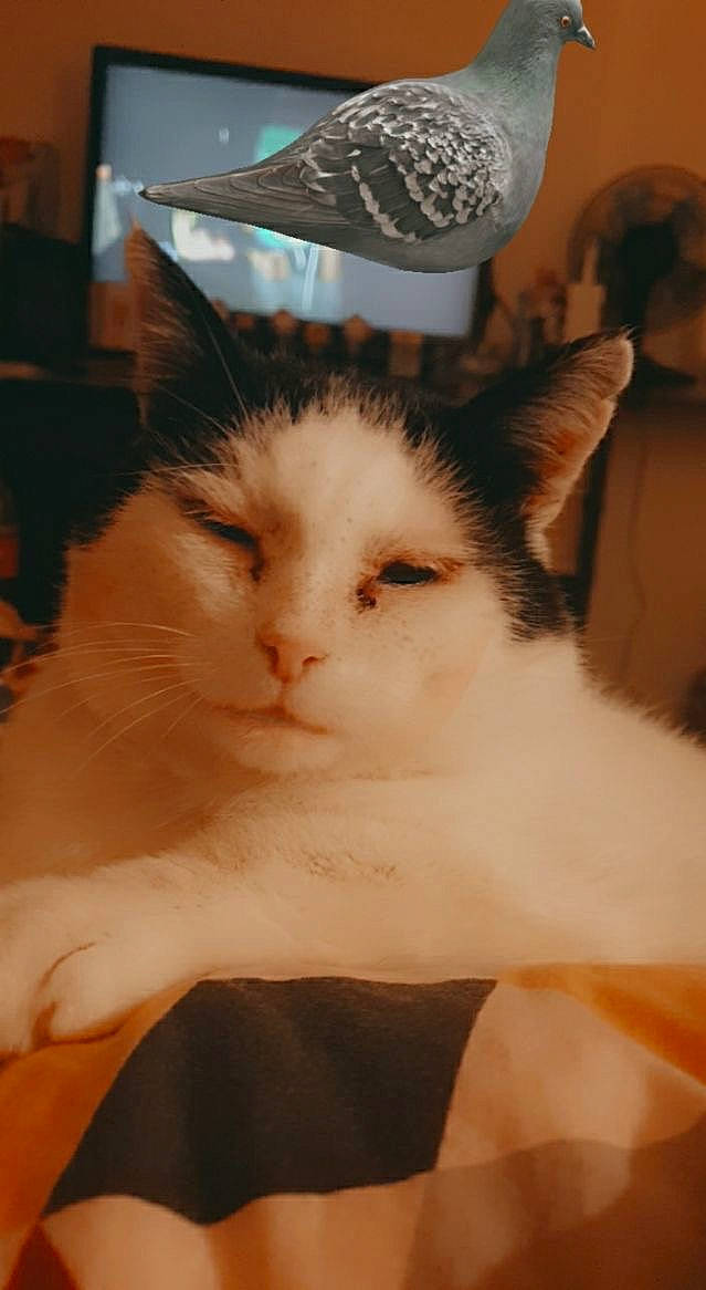 Daryl a rejoint le concours — aidez-le/la à gagner de superbes lots ! box, carnivore, cat, domestic_short_haired_cat, felidae, fur, hardwood, kitchen_utensil, paw, small_to_medium_sized_cats, tail, whiskers, wood