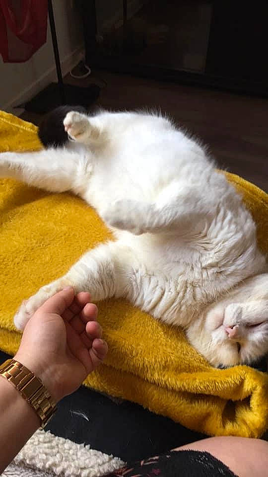 Daryl a rejoint le concours — aidez-le/la à gagner de superbes lots ! carnivore, cat, claw, comfort, domestic_short_haired_cat, fawn, felidae, flooring, foot, fur, gesture, linens, nail, nap, paw, small_to_medium_sized_cats, tail, watch, whiskers, wool