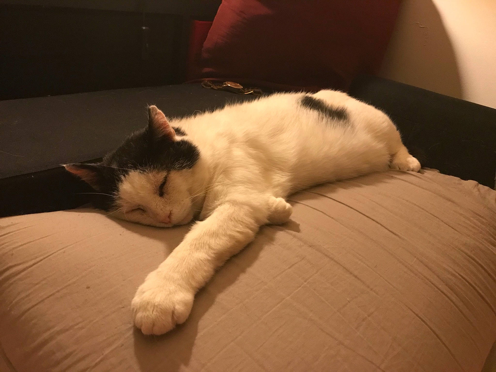 Daryl a rejoint le concours — aidez-le/la à gagner de superbes lots ! bedding, carnivore, cat, cloud, comfort, domestic_short_haired_cat, felidae, flooring, fur, hardwood, linens, nap, paw, room, sleep, small_to_medium_sized_cats, snout, tail, whiskers, wood