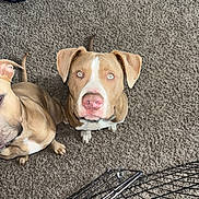 Zorro is registered to the contest to win money with this photo: animal, brown_dog, canine, carpet, companion, crate, cute, dog, domestic_animal, ears, floor, fur, indoor, looking_up, pets, rope_toy, snout, tail, two_dogs, white_markings