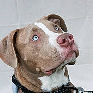 Zorro joined the competition — help win amazing prizes! dog, blue_eyes, collar, pet, animal, portrait, fur, close_up, indoor, curious, brown_fur, white_markings, leash, tag, canine, ears, snout, whiskers, friendly, looking_up