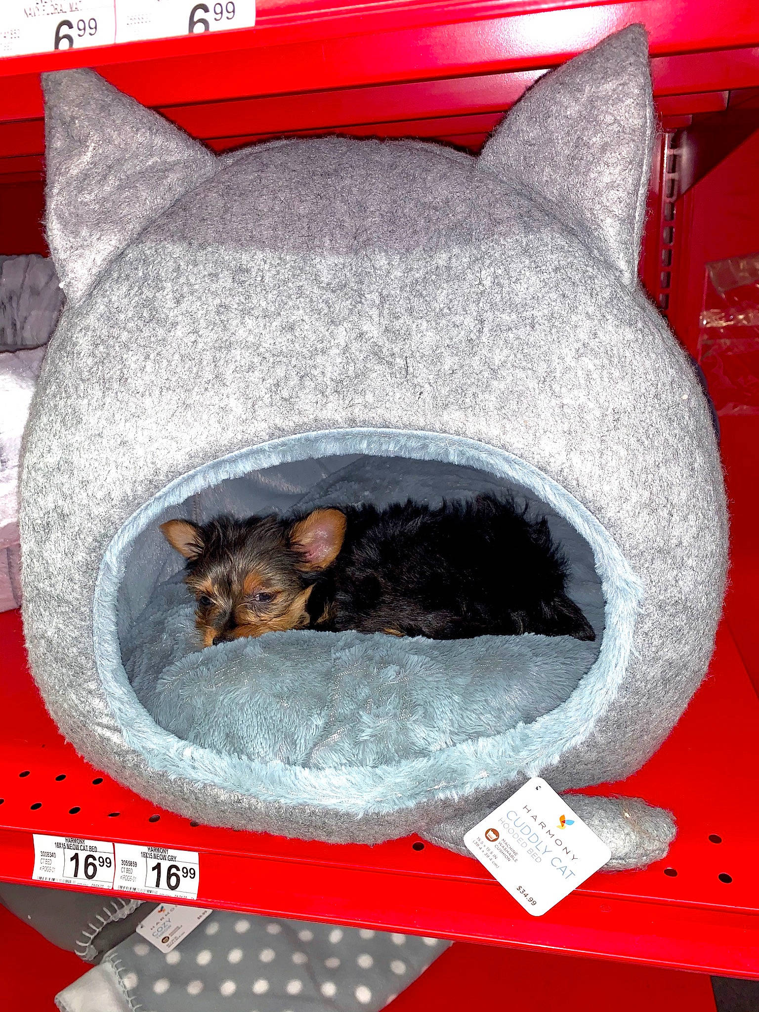 Gema is registered to the contest to win money with this photo: asian, carnivore, cat, cat_supply, domestic_short_haired_cat, felidae, kitten, small_to_medium_sized_cats, whiskers