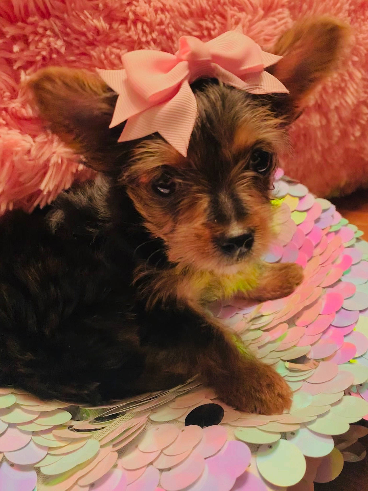 Gema joined the competition — help win amazing prizes! australian_silky_terrier, biewer_terrier, canidae, carnivore, companion_dog, dog, dog_breed, mammal, morkie, puppy, rare_breed_dog, schnoodle, small_terrier, snout, sporting_lucas_terrier, terrier, toy_dog, vertebrate, yorkipoo, yorkshire_terrier