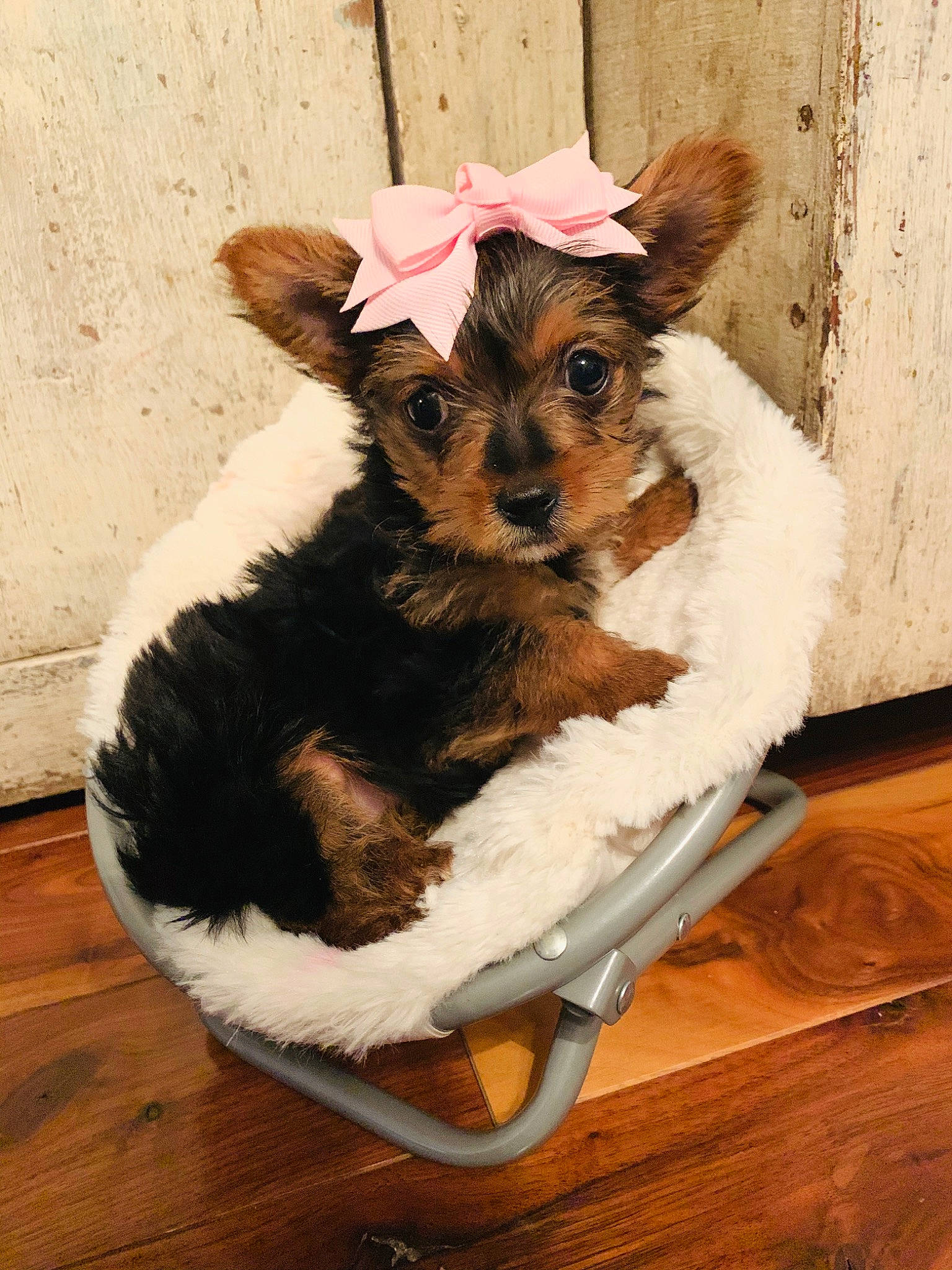 Gema is registered to the contest to win money with this photo: biewer_terrier, canidae, carnivore, companion_dog, dog, dog_breed, fawn, mammal, morkie, puppy, schnoodle, small_terrier, sporting_group, sporting_lucas_terrier, terrier, toy_dog, vertebrate, yorkipoo, yorkshire_terrier