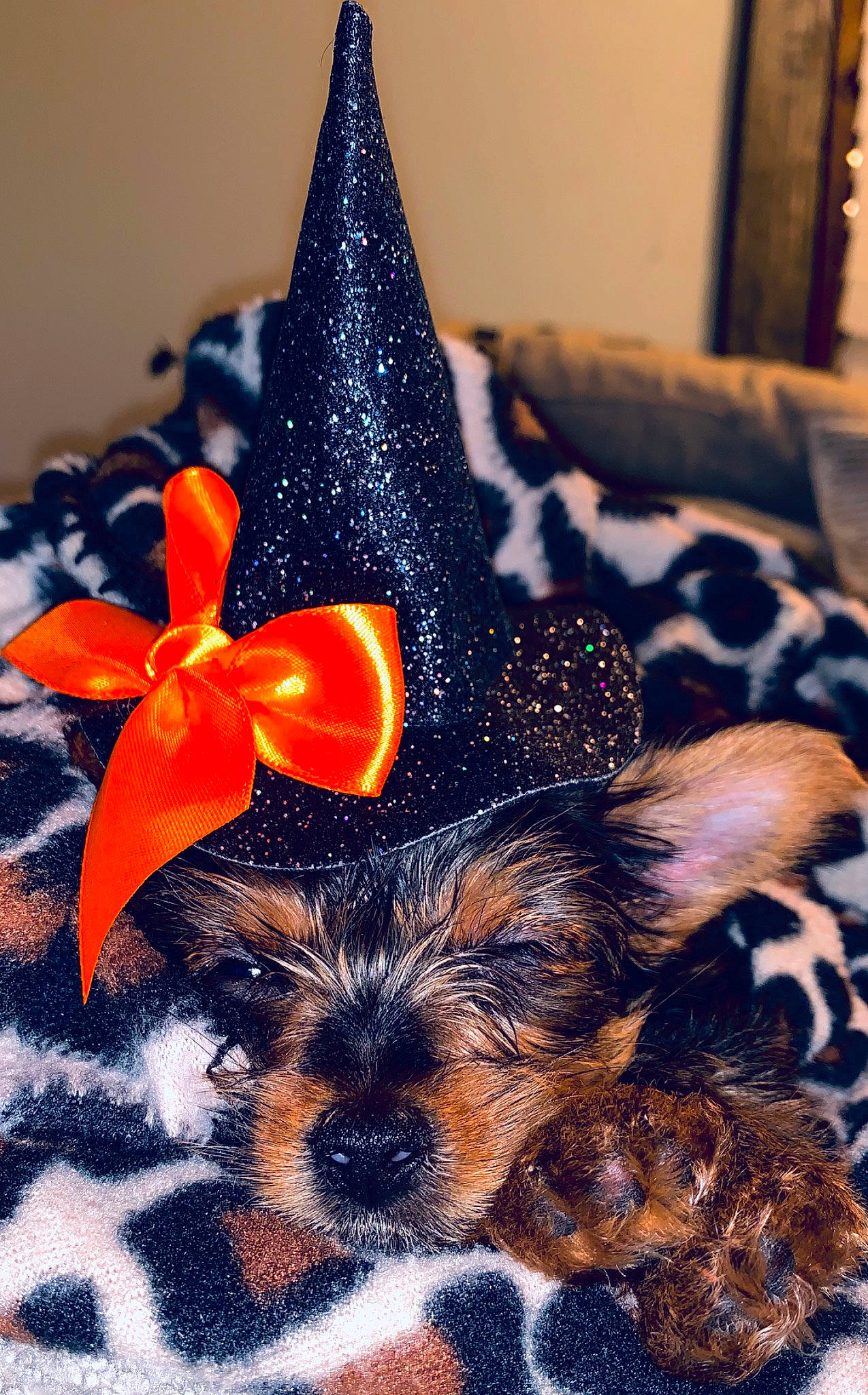 Gema is registered to the contest to win money with this photo: australian_silky_terrier, australian_terrier, biewer_terrier, canidae, carnivore, dog, dog_breed, party_supply, small_terrier, terrier, toy_dog, yorkshire_terrier