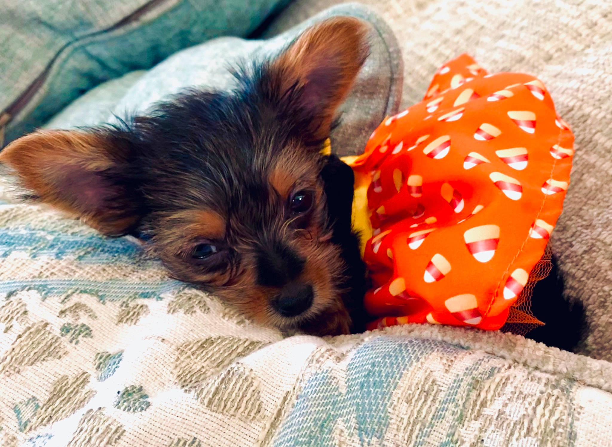 Gema joined the competition — help win amazing prizes! australian_silky_terrier, biewer_terrier, canidae, carnivore, companion_dog, dog, dog_breed, mammal, puppy, puppy_love, small_terrier, terrier, toy_dog, yorkipoo, yorkshire_terrier