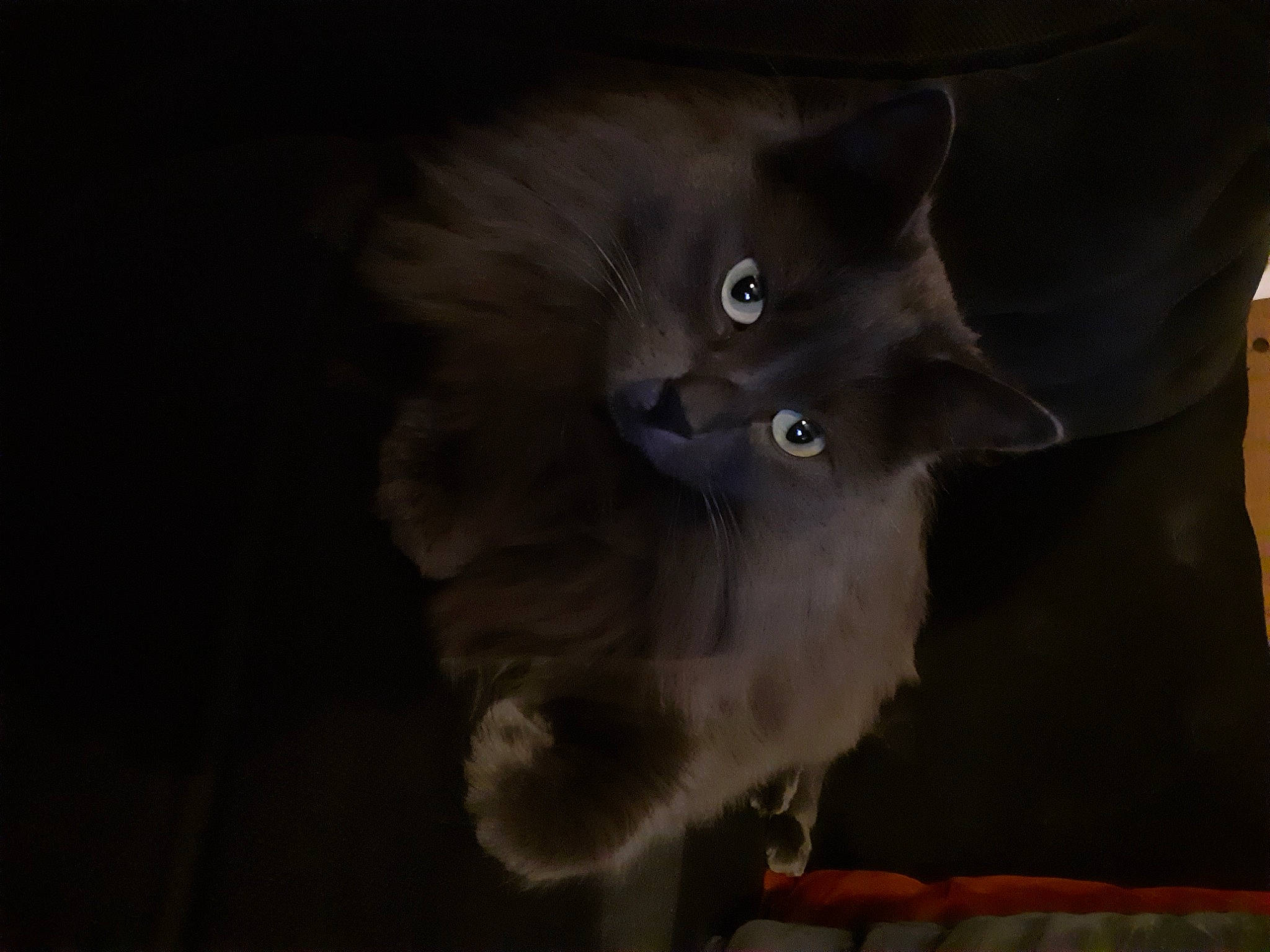 Stitch a rejoint le concours — aidez-le/la à gagner de superbes lots ! carnivore, cat, darkness, domestic_short_haired_cat, ear, electric_blue, felidae, fur, grey, paw, russian_blue, small_to_medium_sized_cats, snout, tail, whiskers