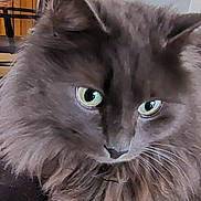 Stitchounet a rejoint le concours — aidez-le/la à gagner de superbes lots ! angora, animal, blackcat, brasssection, cat, chair, couch, face, furniture, hardwood, head, horn, indoors, interiordesign, kitten, manx, person, pet, snout, wood