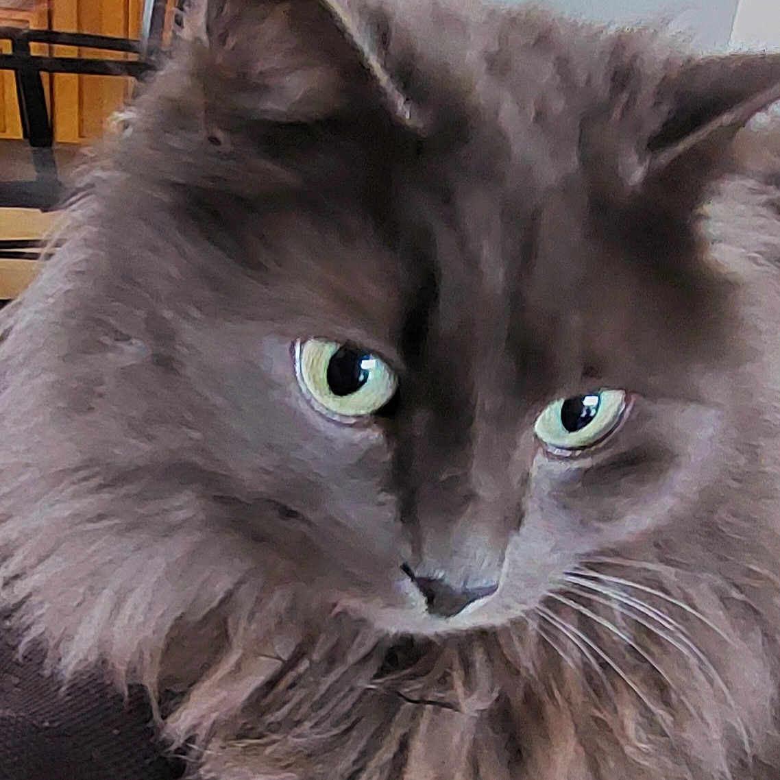 Stitchounet a rejoint le concours — aidez-le/la à gagner de superbes lots ! angora, animal, blackcat, brasssection, cat, chair, couch, face, furniture, hardwood, head, horn, indoors, interiordesign, kitten, manx, person, pet, snout, wood