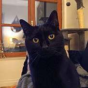 Oggy participe au concours pour gagner de l'argent avec cette photo : animal, black_cat, cat, cat_tree, close_up, cozy, curious, domestic_animal, ears, face, feline, furniture, home, indoor, pet, portrait, soft_lighting, whiskers, window, yellow_eyes