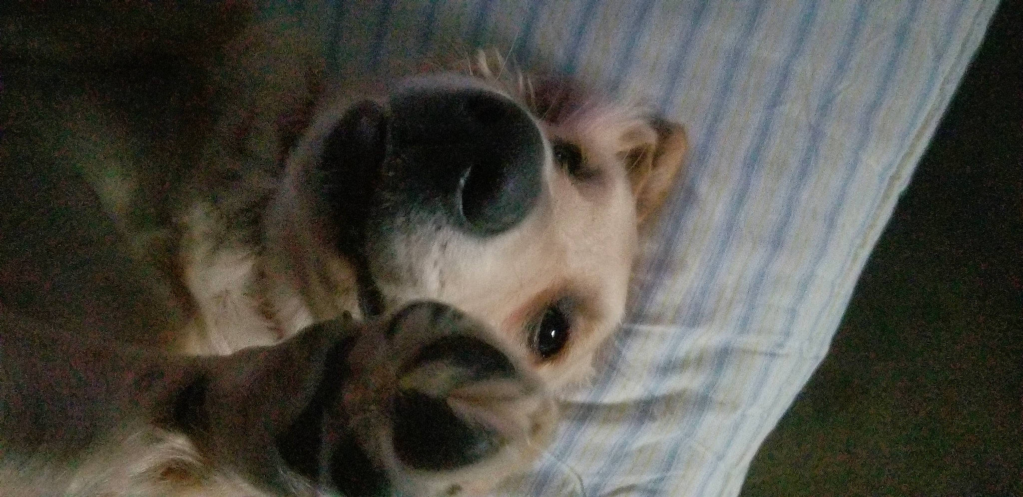 Kodi is registered to the contest to win money with this photo: beaglier, canidae, carnivore, comfort, companion_dog, dog, dog_breed, dog_supply, ear, fawn, fur, paw, pet_supply, puppy, snout, sporting_group, terrestrial_animal, toy_dog, whiskers, working_animal