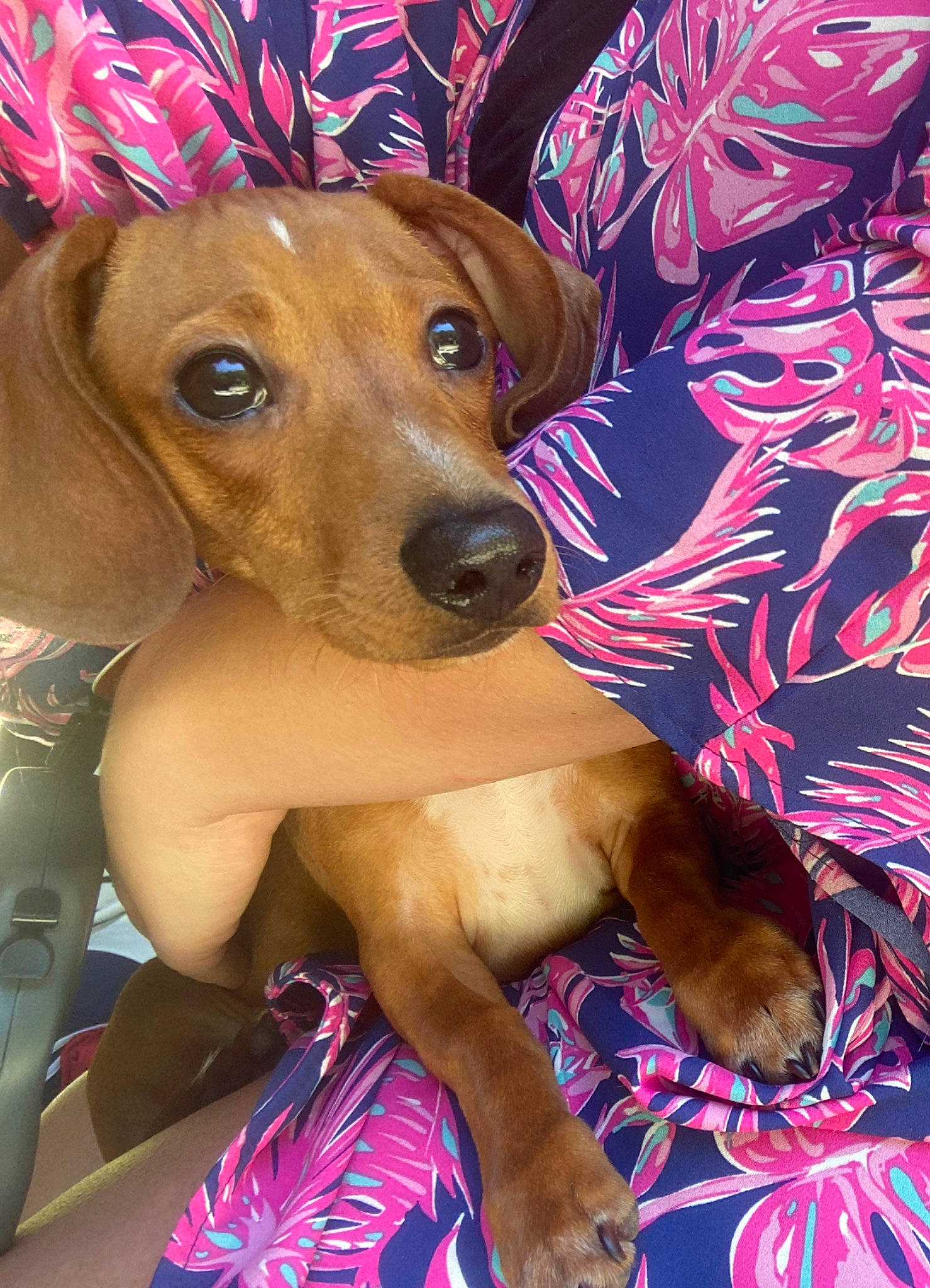 Dutton is registered to the contest to win money with this photo: art, canidae, carnivore, companion_dog, dog, dog_breed, dog_supply, electric_blue, fawn, fur, hat, liver, magenta, paw, pet_supply, pink, snout, sporting_group, whiskers, working_animal