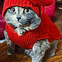 cat, knitted_sweater, red_hat, red_sweater, animal, pet, indoor, wooden_floor, curious, feline, ears, collar_with_bells, tabby, cute, cozy, portrait, domestic_cat, sitting, furry, winter_clothing
