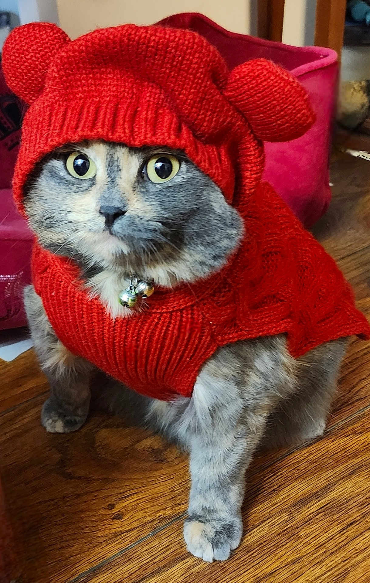 Peaches is registered to the contest to win money with this photo: cat, knitted_sweater, red_hat, red_sweater, animal, pet, indoor, wooden_floor, curious, feline, ears, collar_with_bells, tabby, cute, cozy, portrait, domestic_cat, sitting, furry, winter_clothing