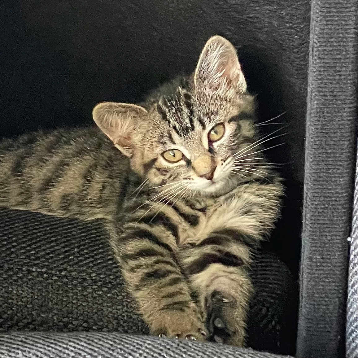Raiya joined the competition — help win amazing prizes! animal, cat, closeup, couch, cute, ears, eyes, feline, fur, indoor, kitten, paws, pet, relaxed, resting, soft, stripes, tabby, texture, whiskers