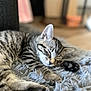 kitten, sleeping, tabby_cat, paw, fluffy_rug, indoor, pet, fur, close_up, relaxation, cozy, animal, cute, young, peaceful, whiskers, soft_texture, home, resting, blurred_background