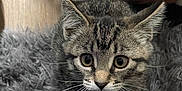 Raiya is registered to the contest to win money with this photo: animal, cat, close_up, curious, cute, domestic_cat, ears, eyes, floor, fur, fur_pattern, gray_rug, indoor, kitten, looking_up, pet_bed, small, tabby, whiskers, young