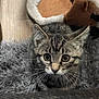 kitten, tabby, cat, pet_bed, floor, whiskers, fur, ears, eyes, curious, indoor, gray_rug, animal, cute, young, fur_pattern, looking_up, small, domestic_cat, close_up