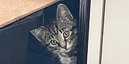 Raiya is registered to the contest to win money with this photo: kitten, cat, tabby, peeking, curious, furniture, cardboard_box, indoor, pet, animal, cute, small, whiskers, ears, eyes, playful, hiding, home, floor, young
