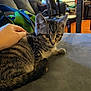 kitten, cat, pet, tabby, couch, hand, indoor, furniture, living_room, blanket, curtains, cozy, fur, whiskers, animal, cute, relaxed, domestic, soft, young