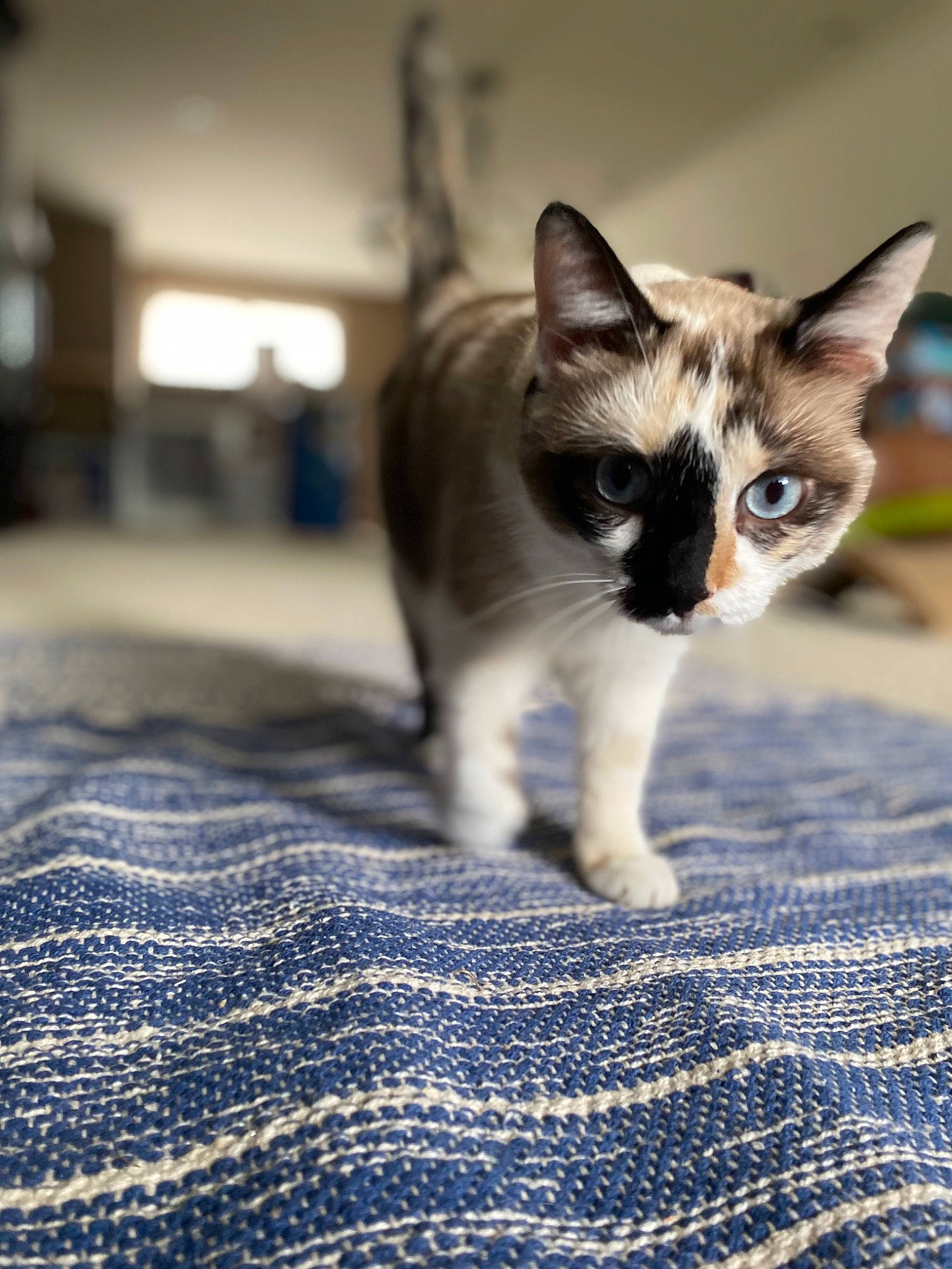 Cece joined the competition — help win amazing prizes! blue, carnivore, cat, domestic_short_haired_cat, electric_blue, eye, felidae, flooring, fur, grey, linens, pattern, paw, plaid, shadow, small_to_medium_sized_cats, snout, tail, whiskers, woven_fabric