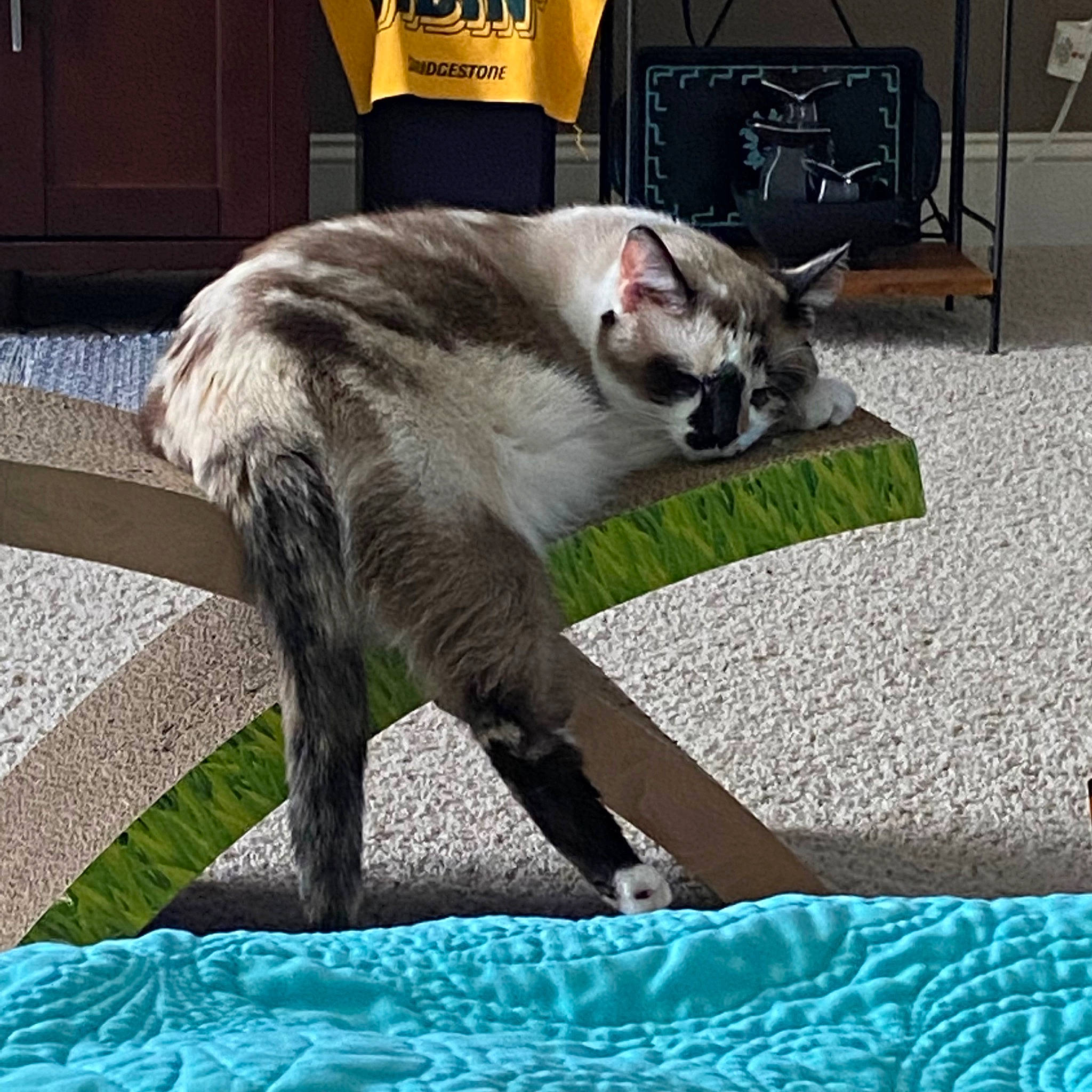 Cece joined the competition — help win amazing prizes! carnivore, cat, claw, comfort, domestic_short_haired_cat, felidae, fur, grass, mammal, paw, plant, small_to_medium_sized_cats, snout, tail, terrestrial_animal, thai, tonkinese, vertebrate, whiskers, window