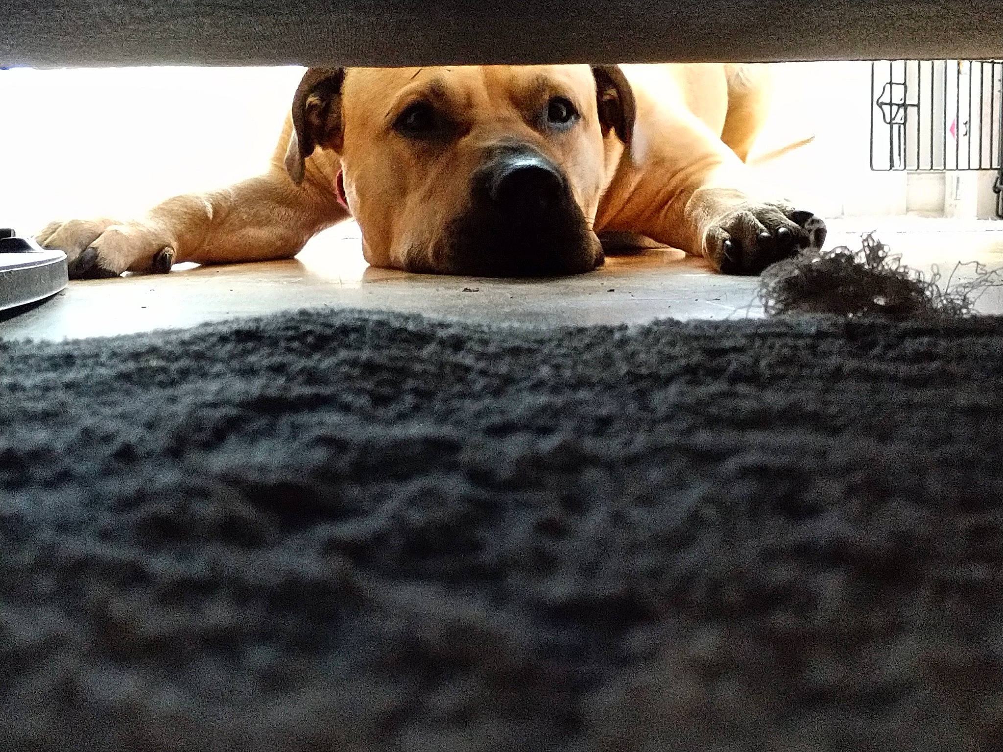 Happ-y joined the competition — help win amazing prizes! canidae, carnivore, comfort, companion_dog, dog, dog_breed, fawn, floor, flooring, hardwood, linens, paw, plant, snout, sporting_group, tail, whiskers, wood, working_animal, wrinkle