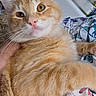 Rascal joined the competition — help win amazing prizes! cat, orange_tabby, pet, animal, whiskers, fur, close_up, indoor, relaxed, cute, eyes, pink_nose, fluffy, portrait, domestic_cat, soft, mammal, laying, resting, colorful_fabric