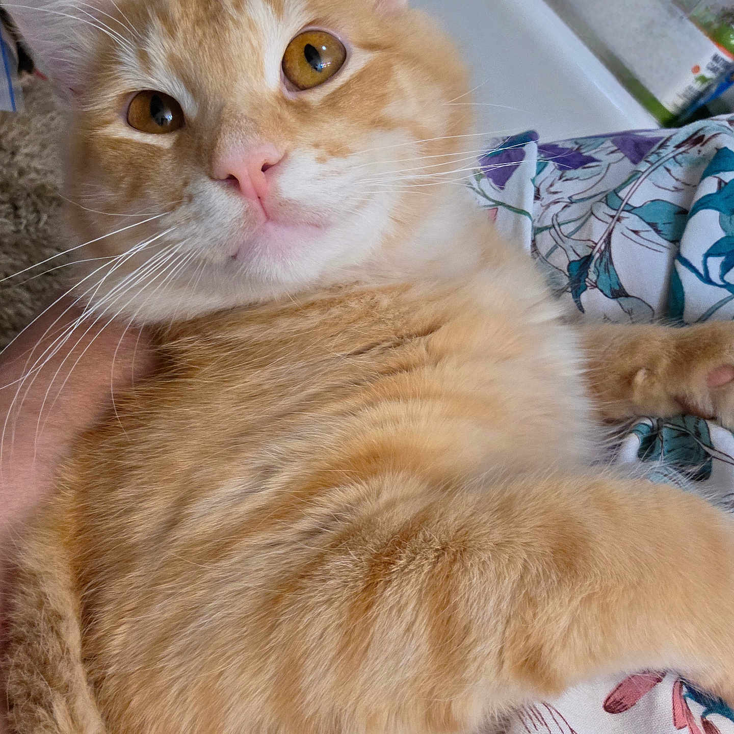 Rascal