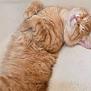 Rascal is registered to the contest to win money with this photo: cat, ginger_cat, sleeping, fluffy, pet, animal, cute, relaxed, fur, whiskers, paw, indoor, resting, mammal, cozy, adorable, portrait, closeup, content, feline