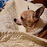 alert, animal, blanket, brown, chihuahua, companion, cozy, cute, dog, domestic, ear, face, fur, indoor, pet, quilt, resting, side_view, small_dog, white