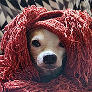 Dude is registered to the contest to win money with this photo: dog, pet, blanket, red, cozy, cute, snout, fur, indoor, closeup, face, animal, warm, texture, fringe, resting, portrait, soft, comfort, wrapped