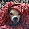 dog, pet, blanket, red, cozy, cute, snout, fur, indoor, closeup, face, animal, warm, texture, fringe, resting, portrait, soft, comfort, wrapped