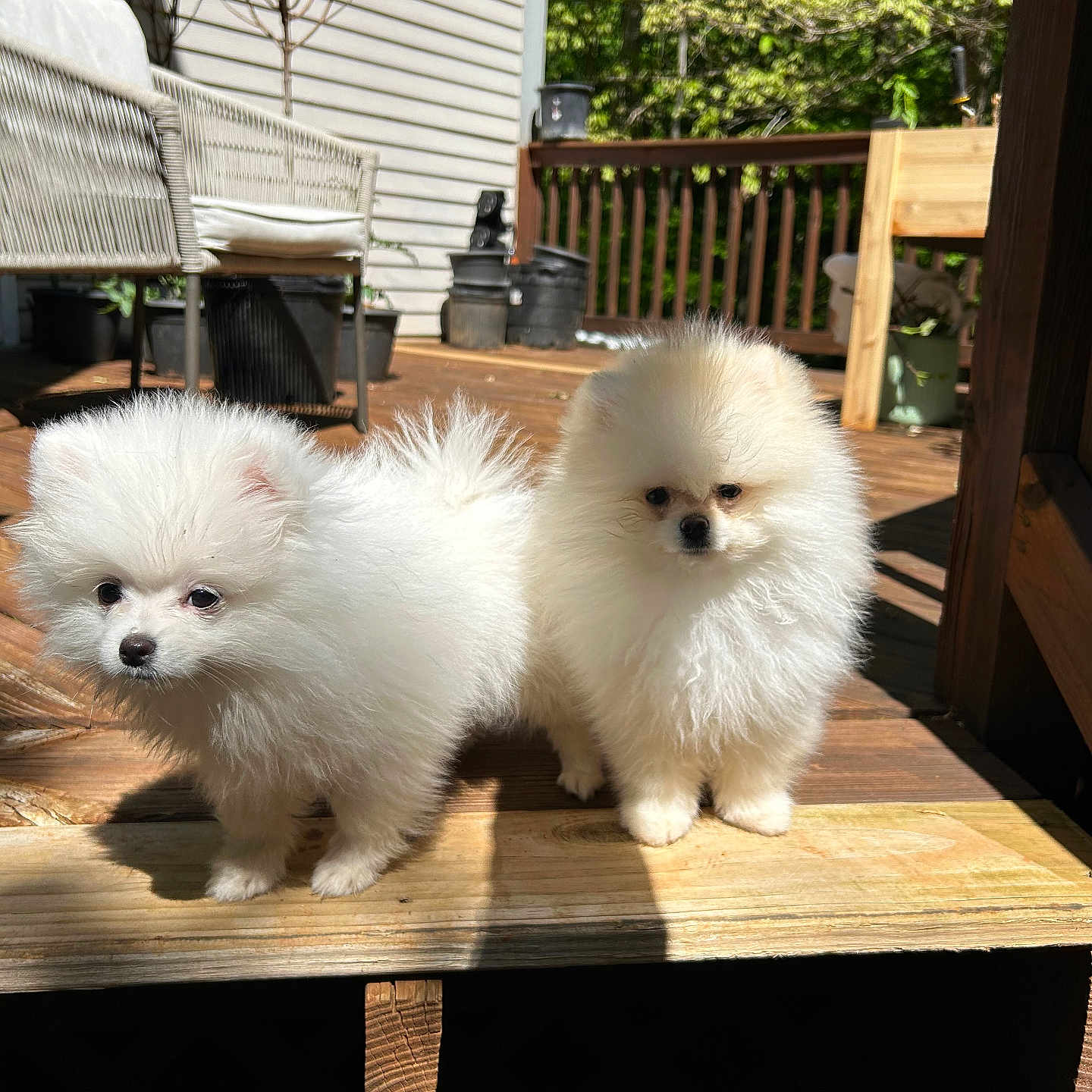 Teddy joined the competition — help win amazing prizes! animal, cute, daylight, deck, dog, domestic, fluffy, furry, garden, nature, outdoor, pet, pomeranian, puppy, small, sunlight, sunny, two, white, wooden