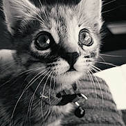 Traviesa joined the competition — help win amazing prizes! animal, bell, black_and_white, cat, close_up, collar, curious, cute, domestic_cat, expression, eyes, feline, indoor, kitten, pet, portrait, small, soft_focus, whiskers, young