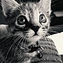 animal, bell, black_and_white, cat, close_up, collar, curious, cute, domestic_cat, expression, eyes, feline, indoor, kitten, pet, portrait, small, soft_focus, whiskers, young