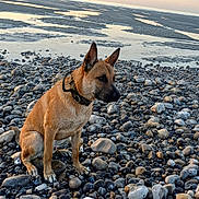 Aïko a rejoint le concours — aidez-le/la à gagner de superbes lots ! animal, beach, calm, canine, collar, dog, fur, landscape, mudflat, nature, outdoor, pet, quiet, rocks, scenery, shore, sitting, sunset, water, wildlife