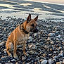 animal, beach, calm, canine, collar, dog, fur, landscape, mudflat, nature, outdoor, pet, quiet, rocks, scenery, shore, sitting, sunset, water, wildlife